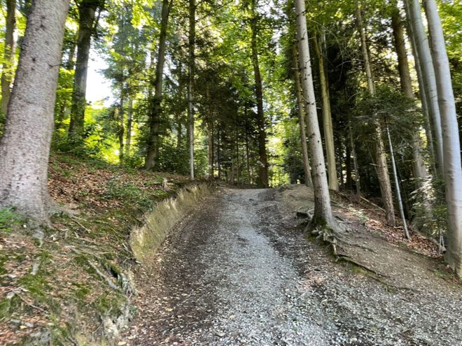 WhatsApp Image 2022-06-15 at 15.53.12.jpeg Foresta di Bireggwald